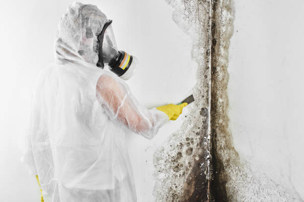 Best HVAC Mold Remediation in White Pigeon, MI