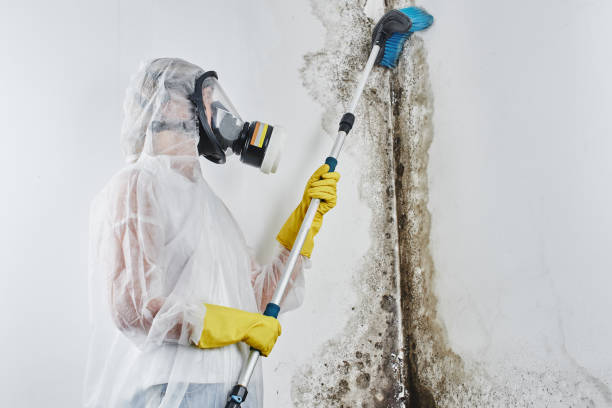 Best White Mold Remediation in White Pigeon, MI