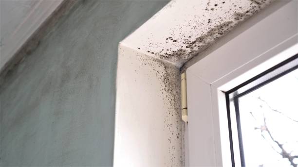 Best Residential Mold Remediation in White Pigeon, MI