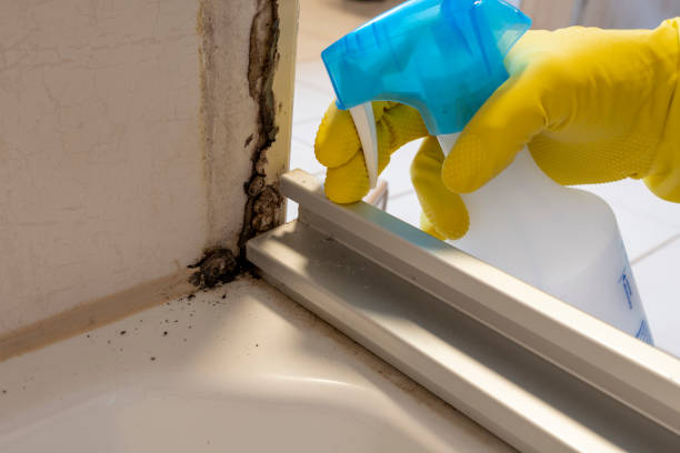 Best Emergency Mold Remediation in White Pigeon, MI