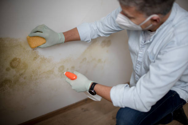 Best Insurance-Related Mold Remediation in White Pigeon, MI
