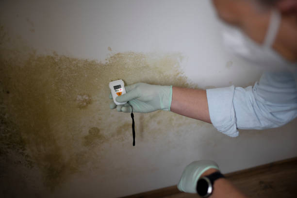 Best Post-Flood Mold Remediation in White Pigeon, MI