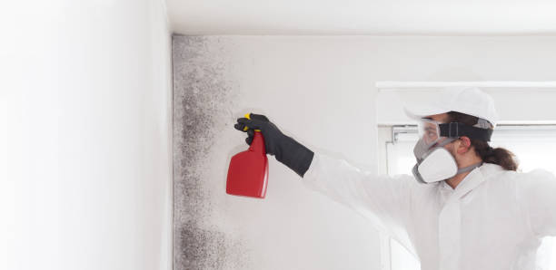 Professional Mold Remediation in White Pigeon, MI