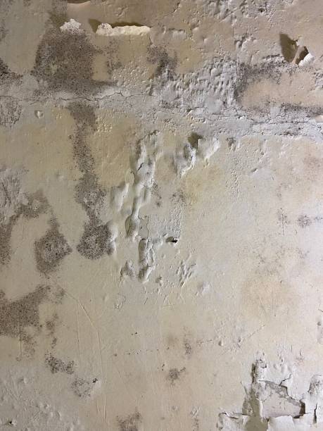 Best Residential Mold Remediation in White Pigeon, MI