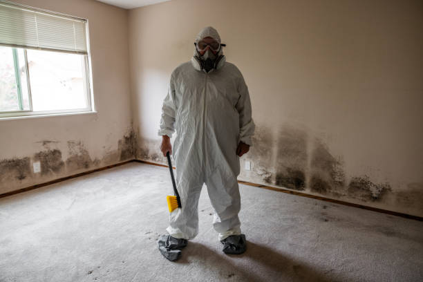 Best Commercial Mold Remediation in White Pigeon, MI