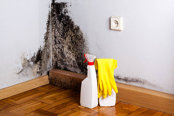Best Basement Mold Remediation in White Pigeon, MI