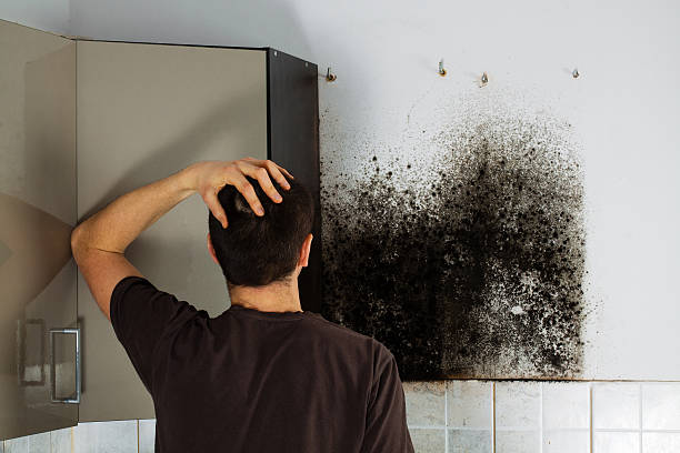 Best Residential Mold Remediation in White Pigeon, MI