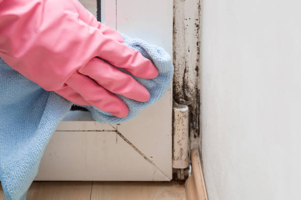 Best Localized Mold Remediation (e.g., coastal areas, humid climates) in White Pigeon, MI