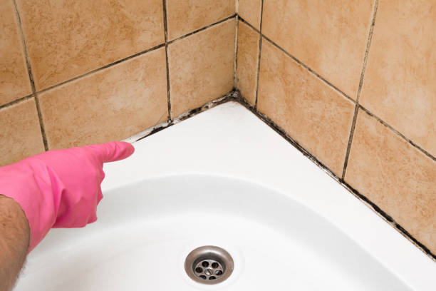 Best Kitchen Mold Remediation in White Pigeon, MI